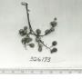 Click for 1 image(s) for this accession. FRUIT